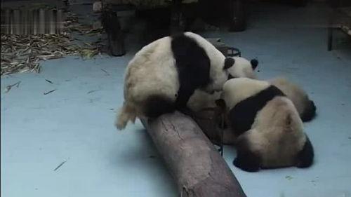 熊猫吃瓜视频全集,笑料横生的欢乐时光