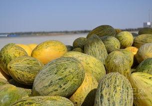 木本蜜瓜怎么吃,从鲜食到创意料理