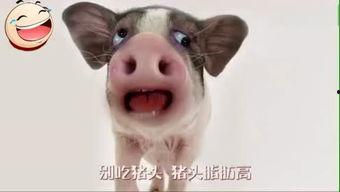 猪头特效吃瓜视频下载,揭秘网络红人幕后制作秘籍