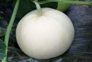 吃梨瓜月经没了,月经不调之谜揭晓