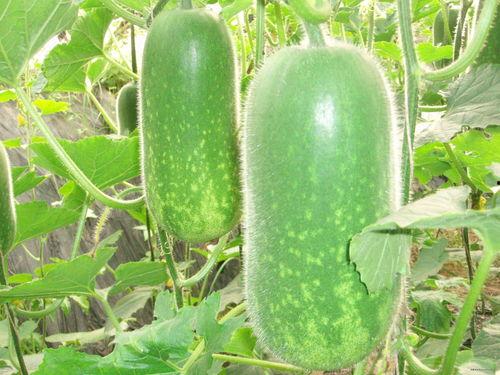 种瓜得瓜吃瓜得灯寓意,揭示生活哲理的智慧寓言