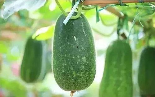 大暑 吃瓜,吃瓜解暑，养生必备