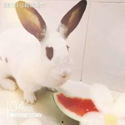 兔圈吃瓜,揭秘网络热点的趣味与真相