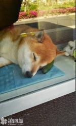 围观吃瓜小狗图片大全,吃瓜小狗图片大全集锦