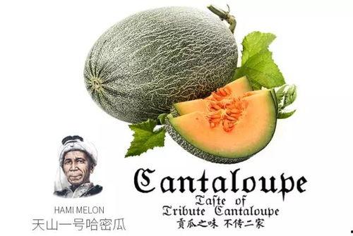 吃瓜号推荐免费,免费获取热门资讯的秘诀大公开