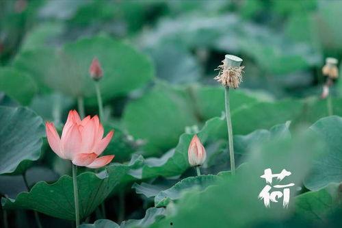 月亮吃瓜结局,一场奇幻的星际美食之旅