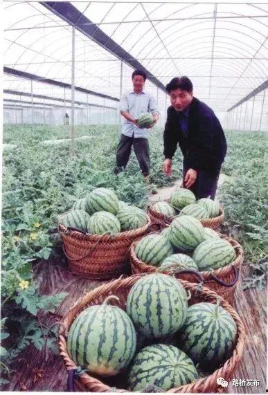 南昌吃瓜文化,街头巷尾的热议焦点与社交新风尚