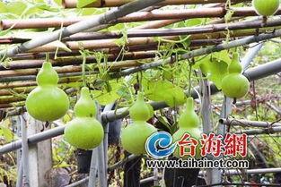 吃葫芦瓜致癌吗,食用安全指南