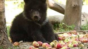 吃瓜小熊早期视频大全,早期视频大全精彩回顾